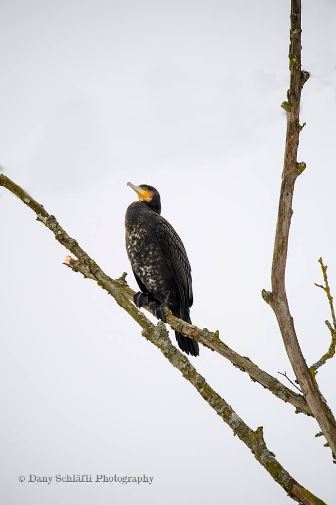 einheimischer Vogel