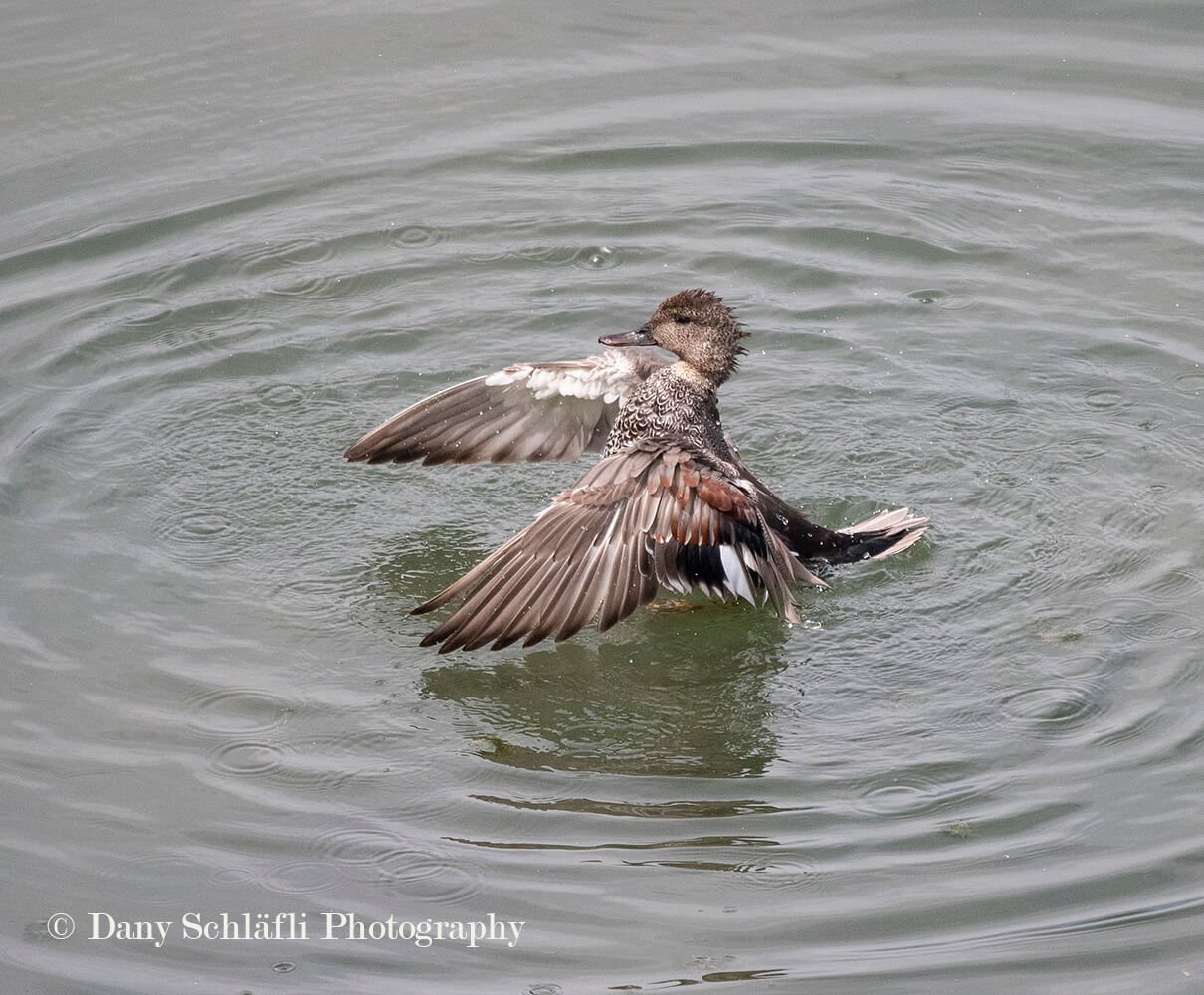 auf dem Wasser