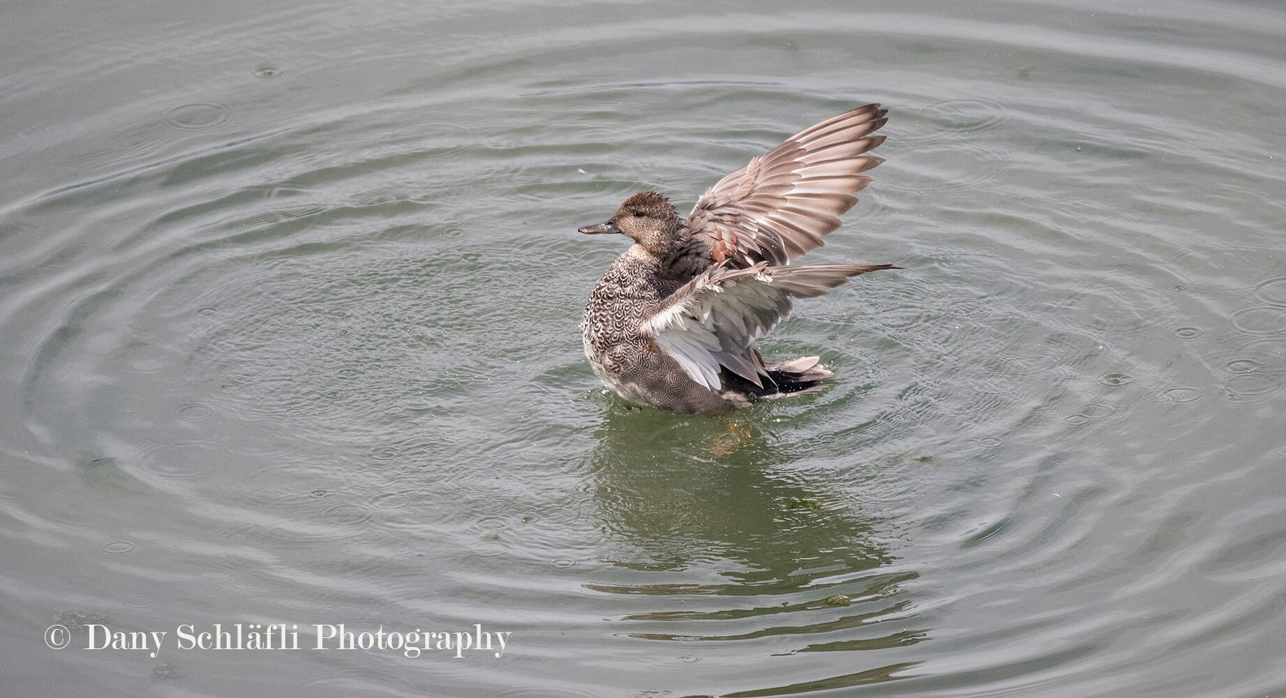 auf dem Wasser